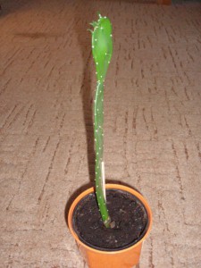 podobny-vanocnimu-kaktusu.jpg